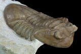 Asaphus Plautini Trilobite With Exposed Hypostome - Russia #125696-3
